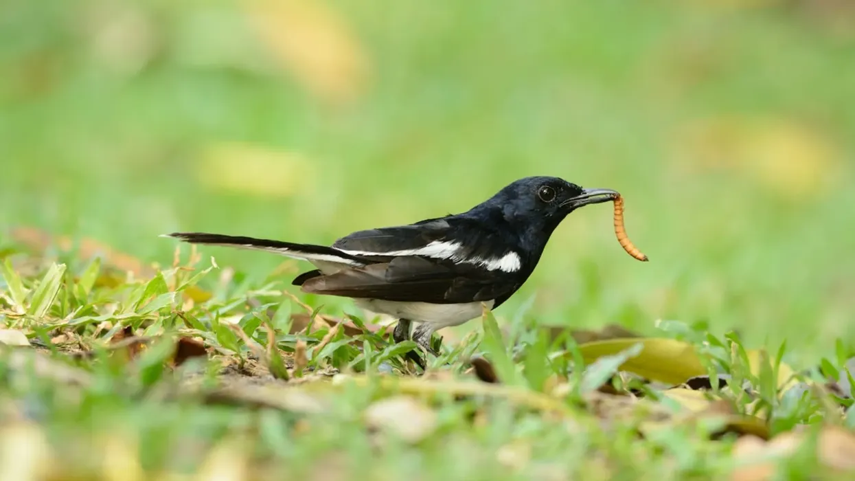 Magpie robin facts talk about the brown coloration of the young birds!
