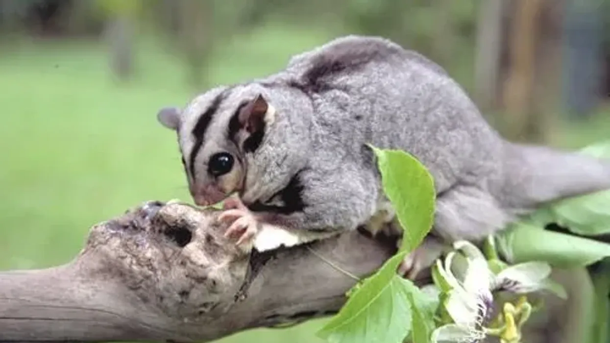 Mahogany glider facts are interesting to read.