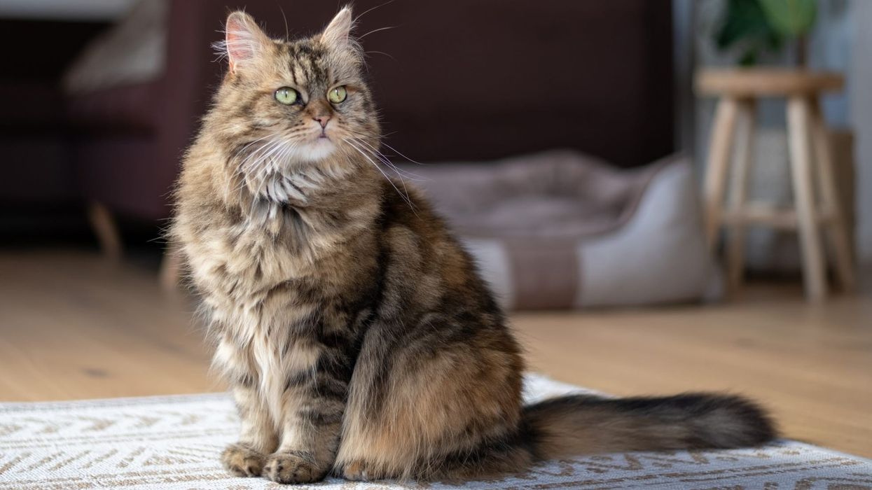Maine coon facts for kids to learn and have fun.