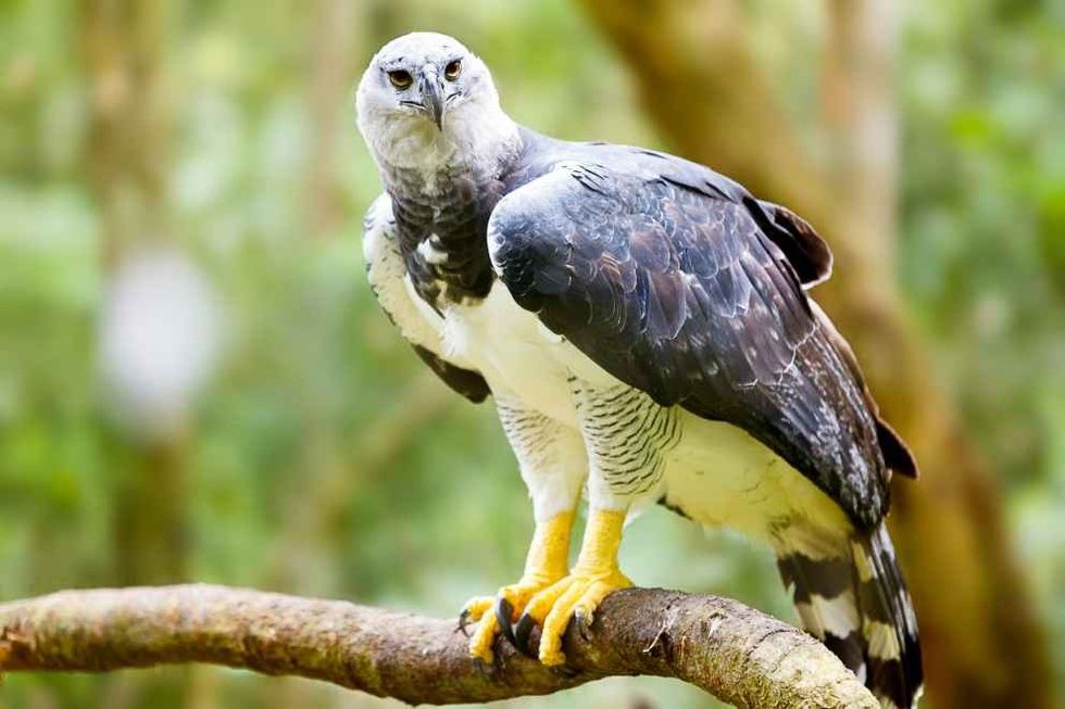 Majestic Harpy Eagle in the rainforest in Brazil