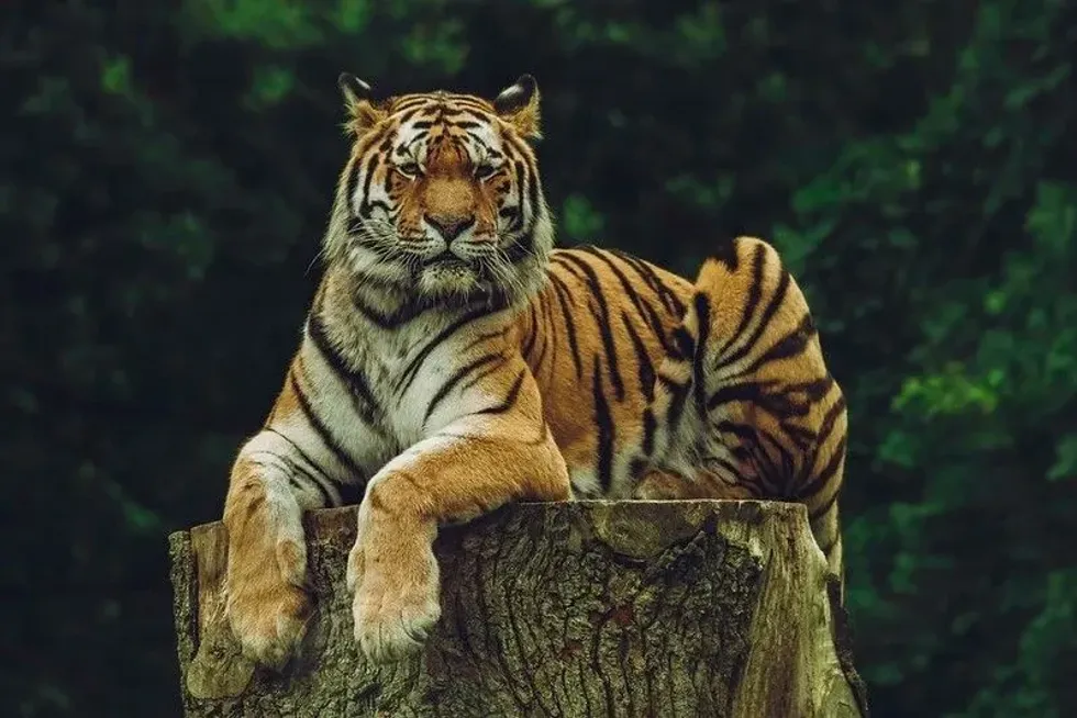majestic tiger sitting on a log