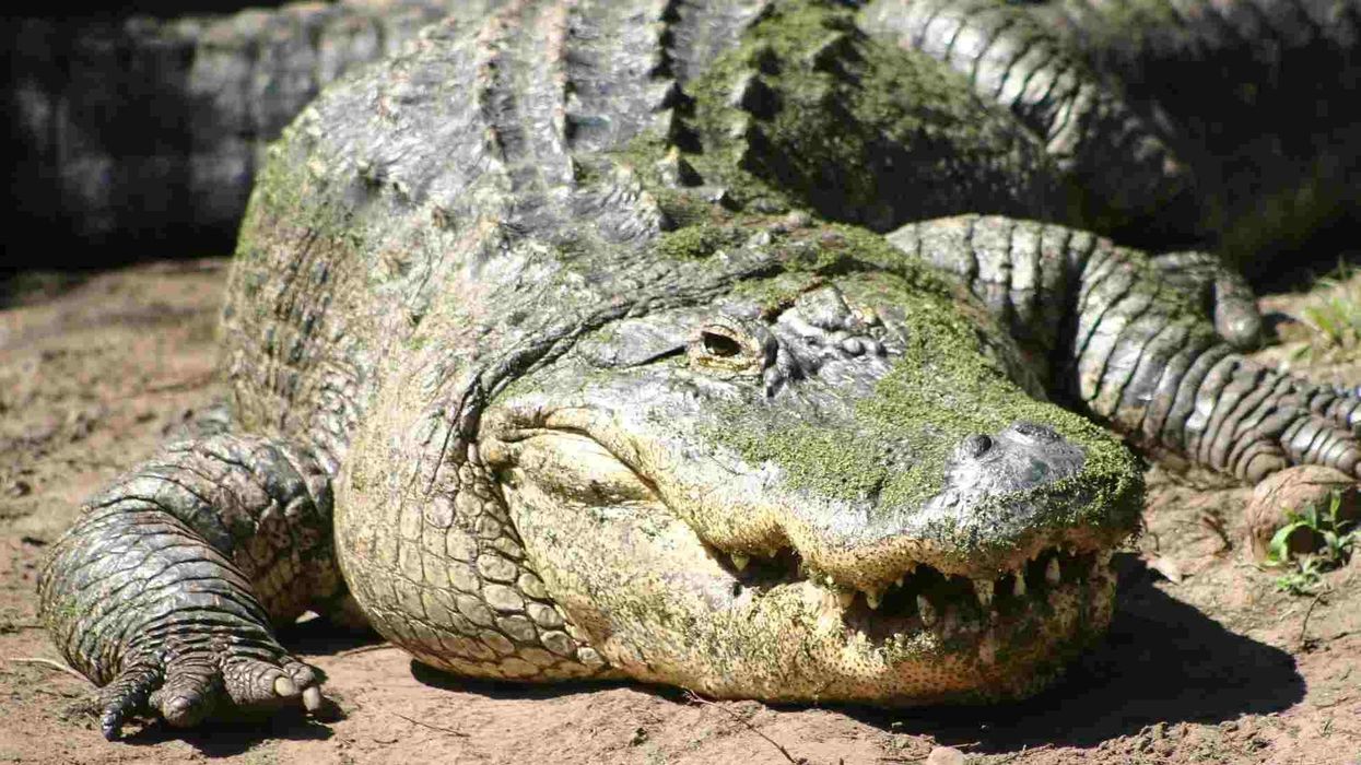 Make sure to read these interesting American alligator facts.