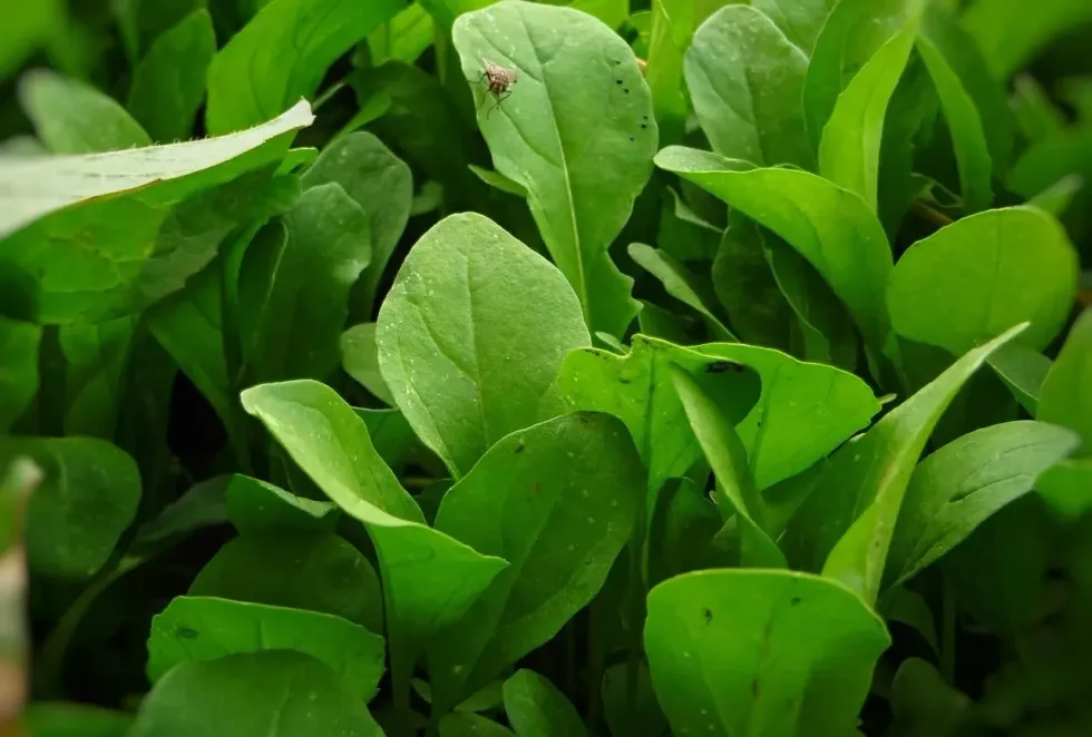 Make your food more nutritious by adding arugula to it. Check out arugula facts here!