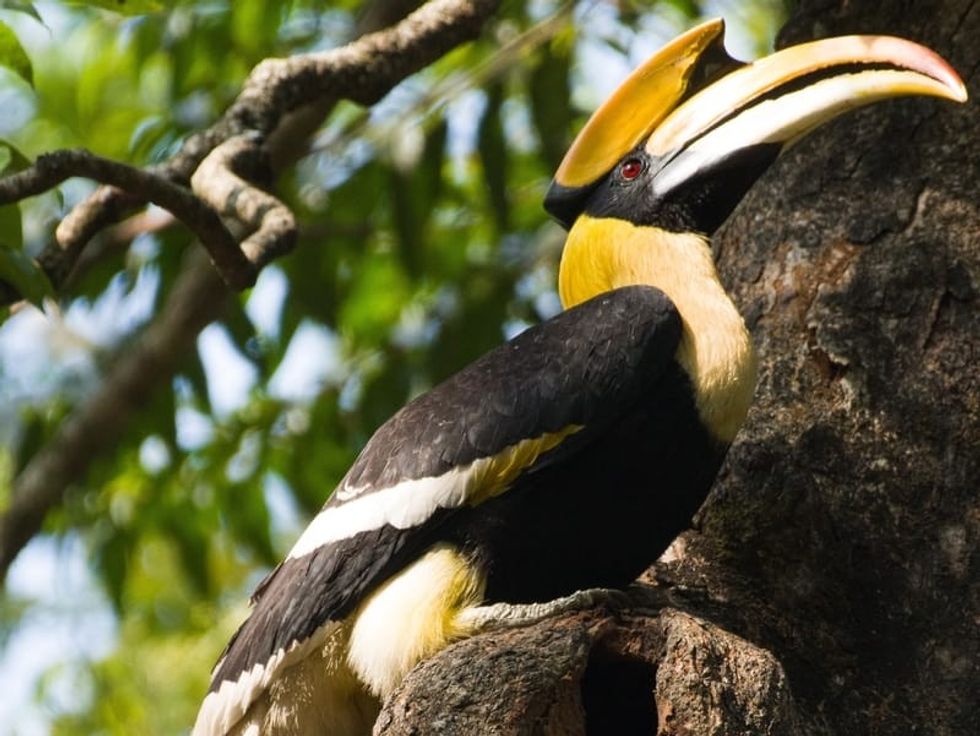 Fun Malabar Pied Hornbill Facts For Kids 