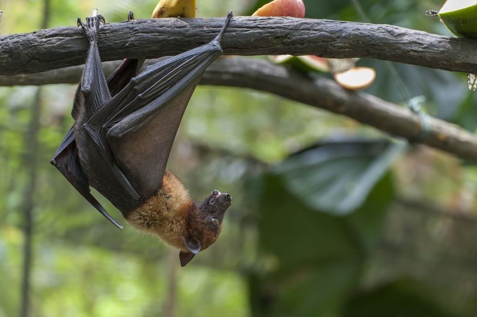 Malayan bat hanging on a tree branch.