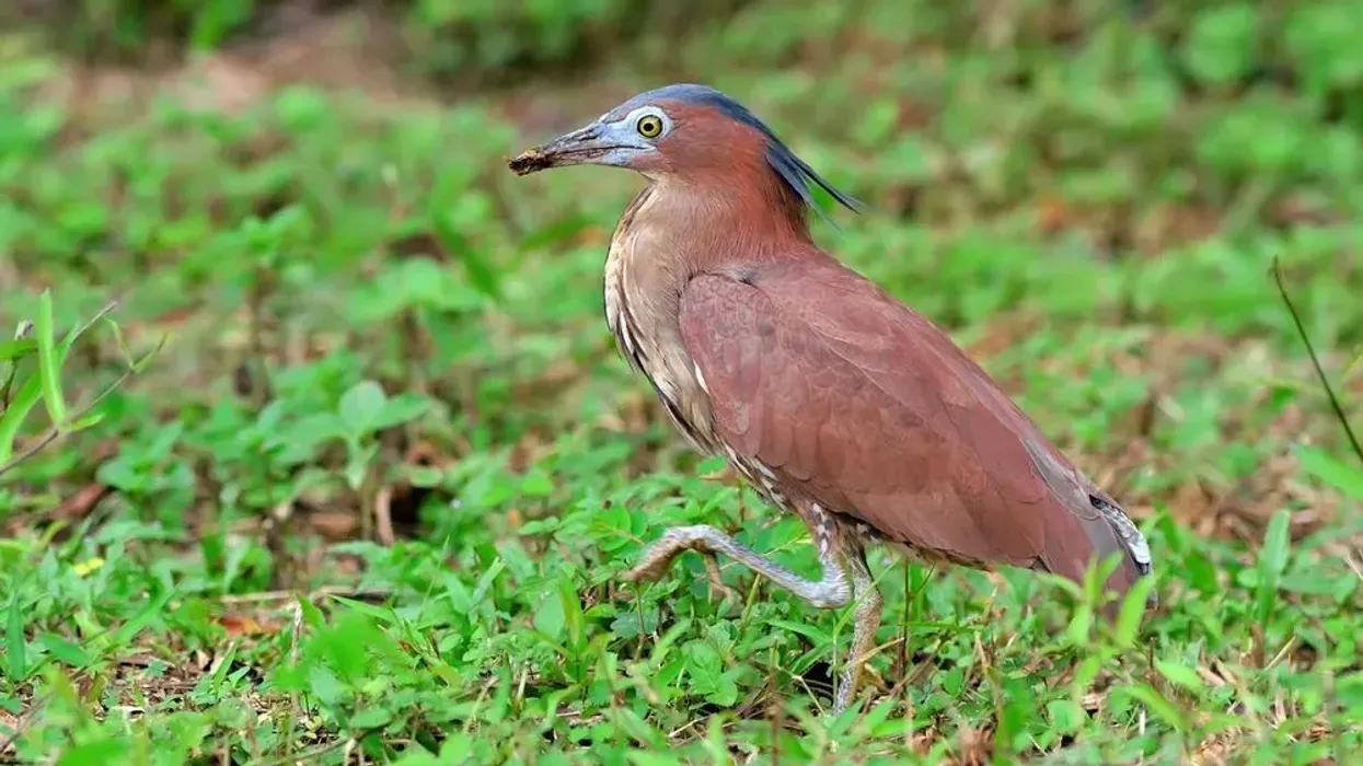 Malayan night heron facts will absolutely amaze you!