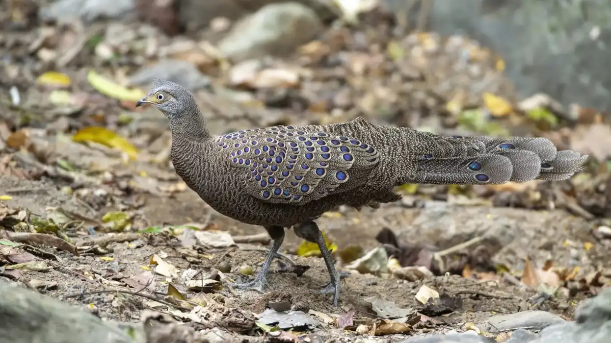 Malayan peacock pheasant facts for kids are educational!
