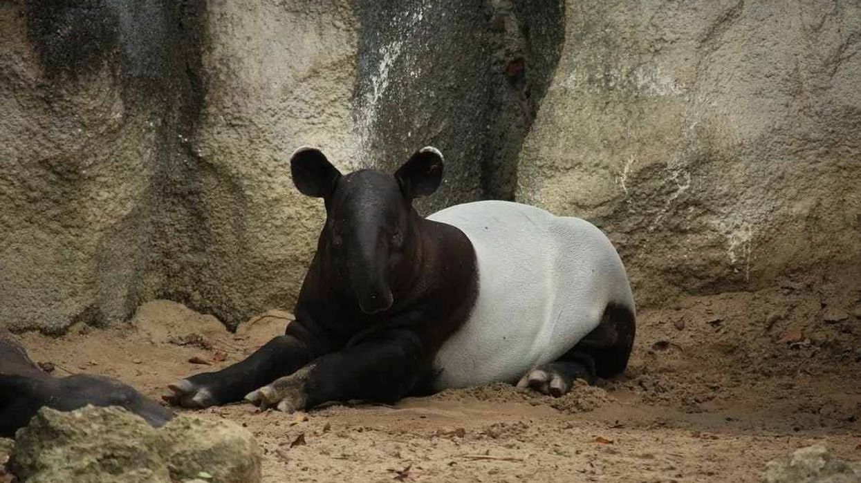 Malayan tapir facts for kids are important for conservation ethics.