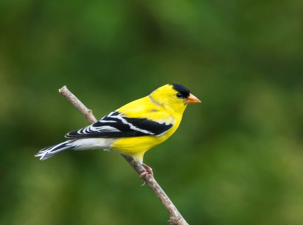 Male American Goldfinch perched on branch.