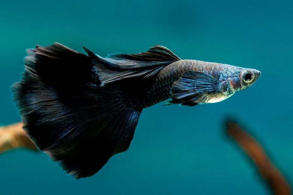 Male Black Guppy in freshwater Aquarium.