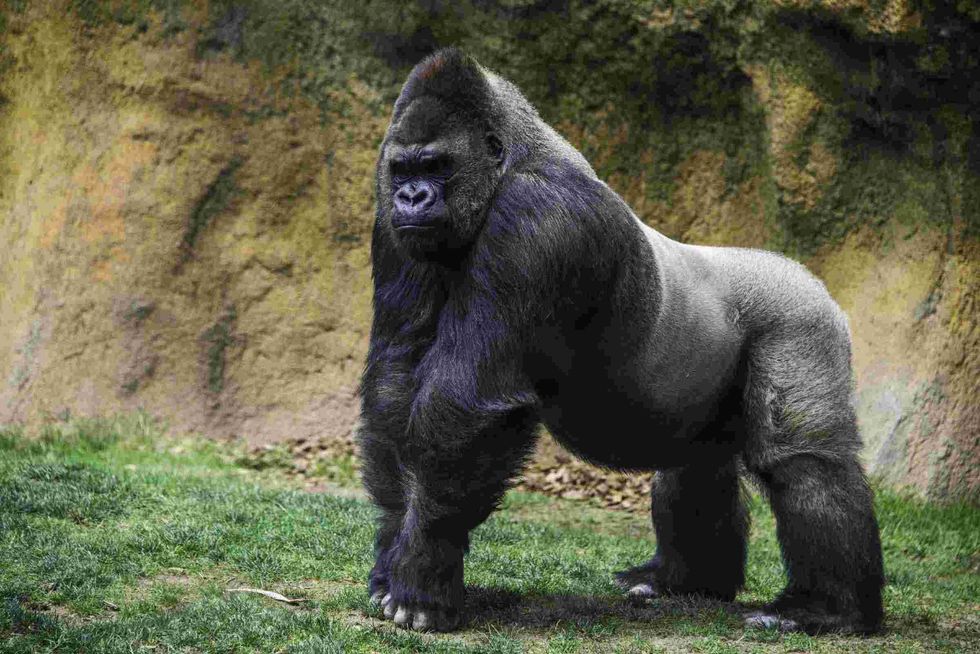 Male gorilla