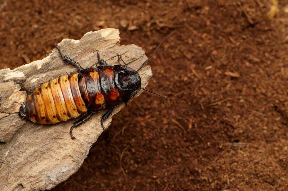 Male Madagascar hissing cockroach