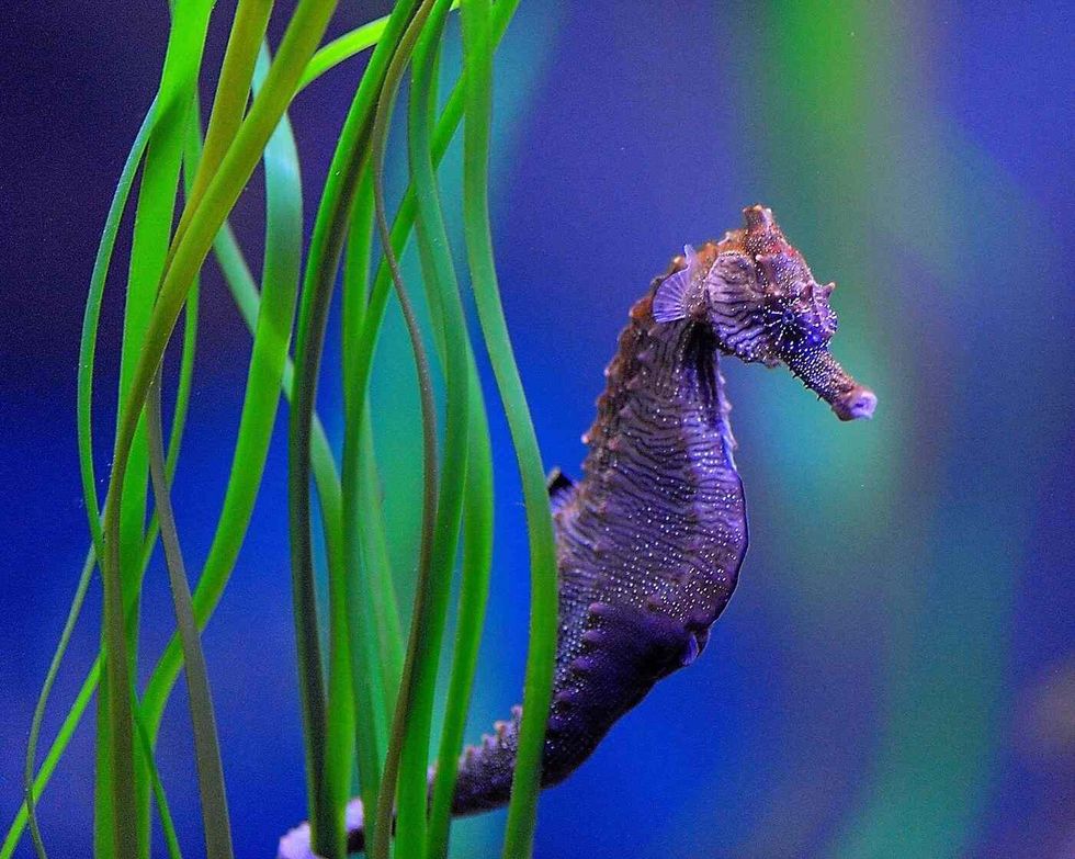Male Seahorse swimming around green weed