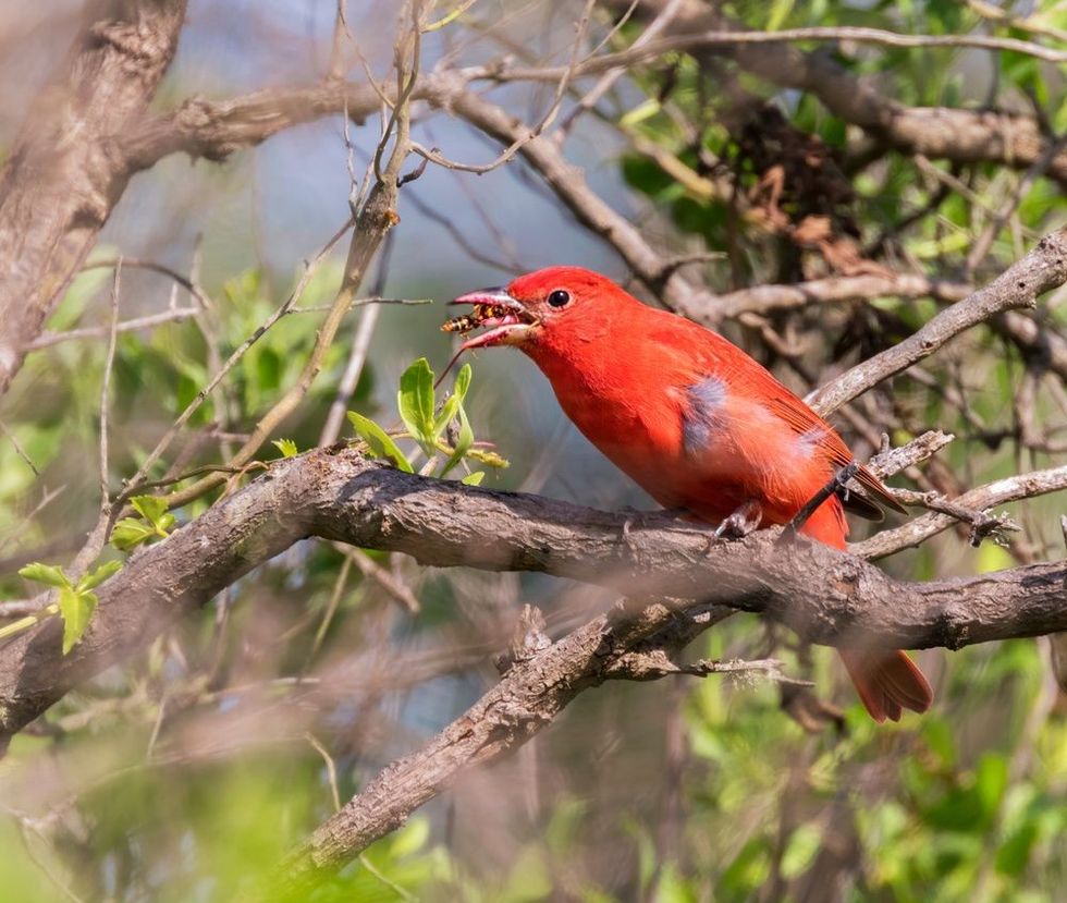 Male Summer Tanager Eating Wasp