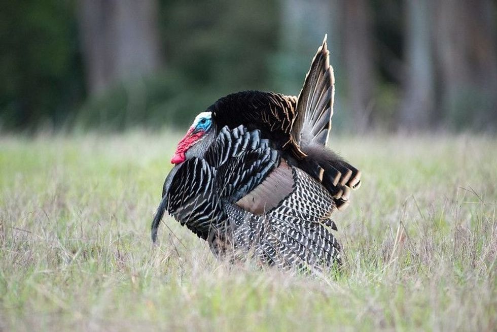 Male Wild Turkey with Tail Feathers.