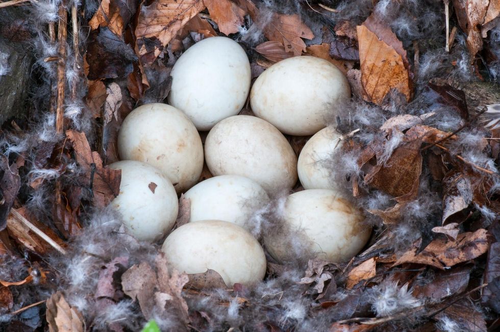 Mallard Duck Nest with nine unhatched eggs.