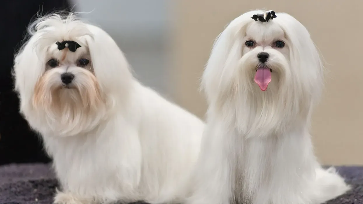 Maltese chihuahumix facts tell us about their grooming needs.
