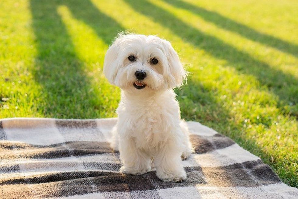 Maltese dog sits on a blanket.