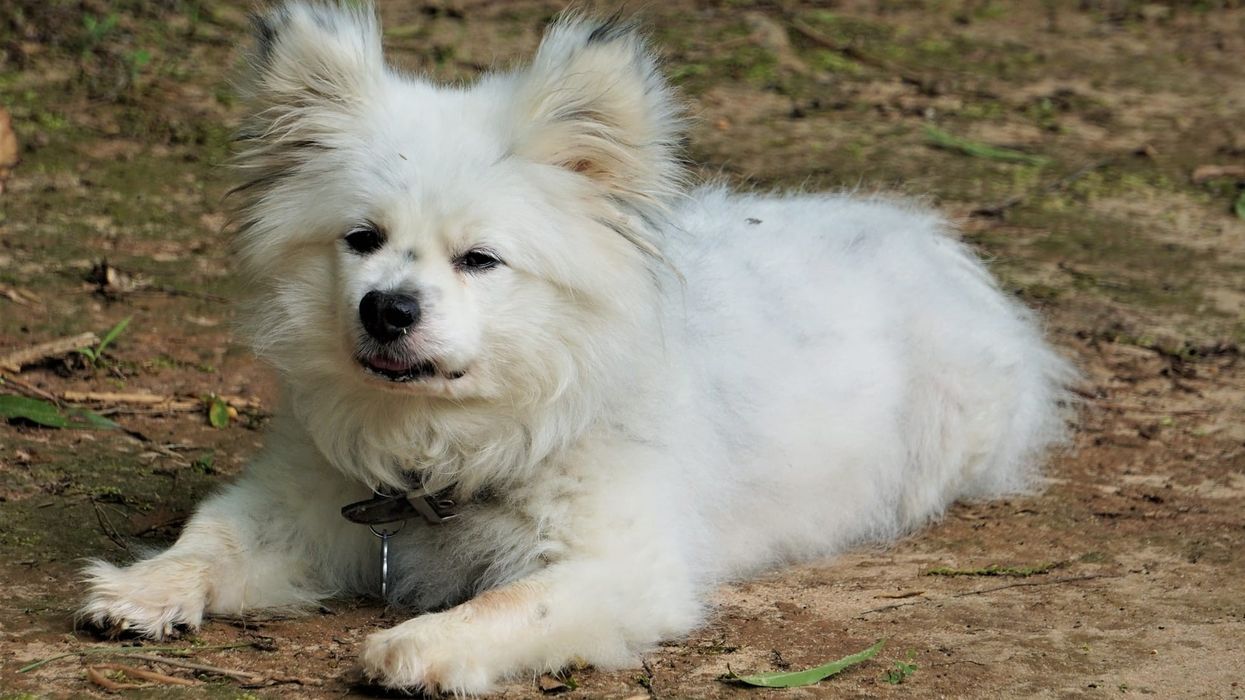 Maltipom facts state that they are hypoallergenic toy breed dogs