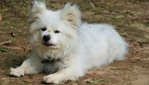 Maltipom facts state that they are hypoallergenic toy breed dogs