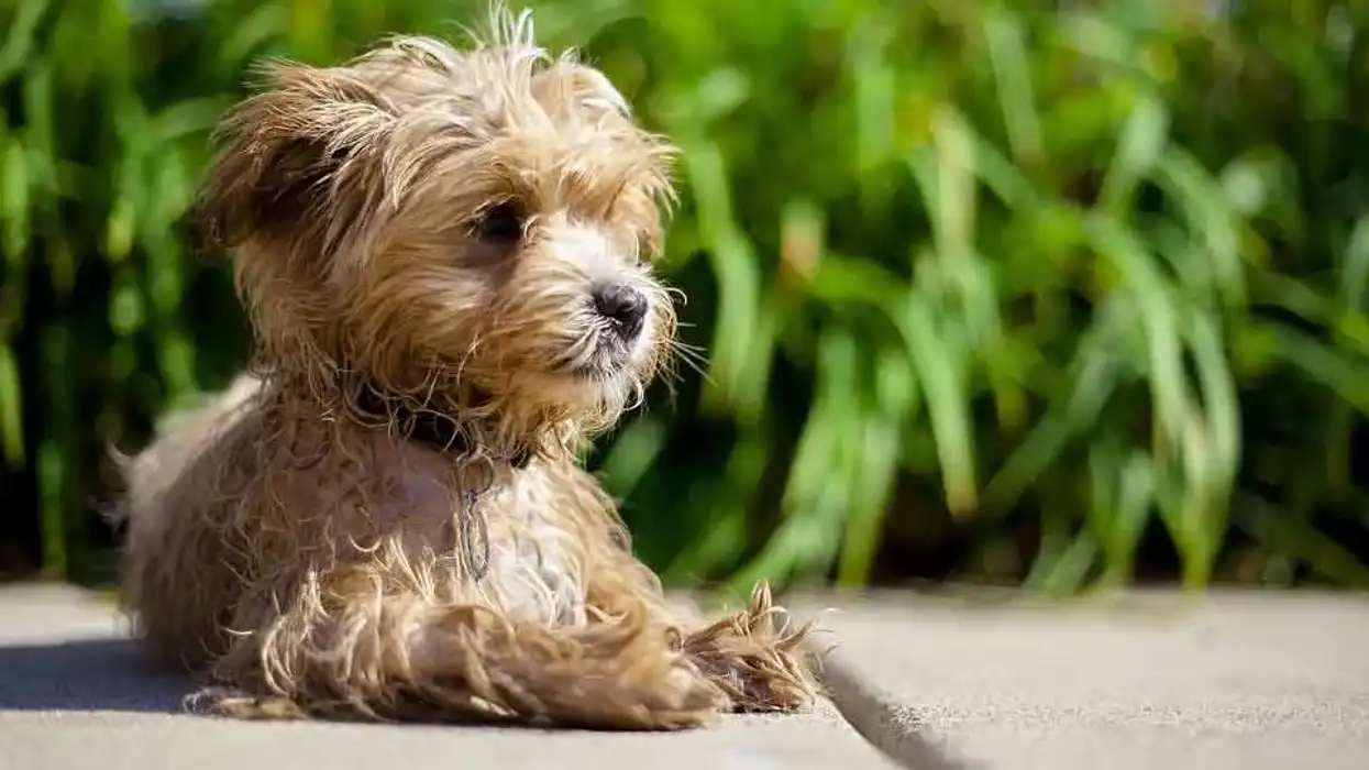 Maltipoo facts are very helpful for dog owners