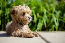 Maltipoo facts are very helpful for dog owners