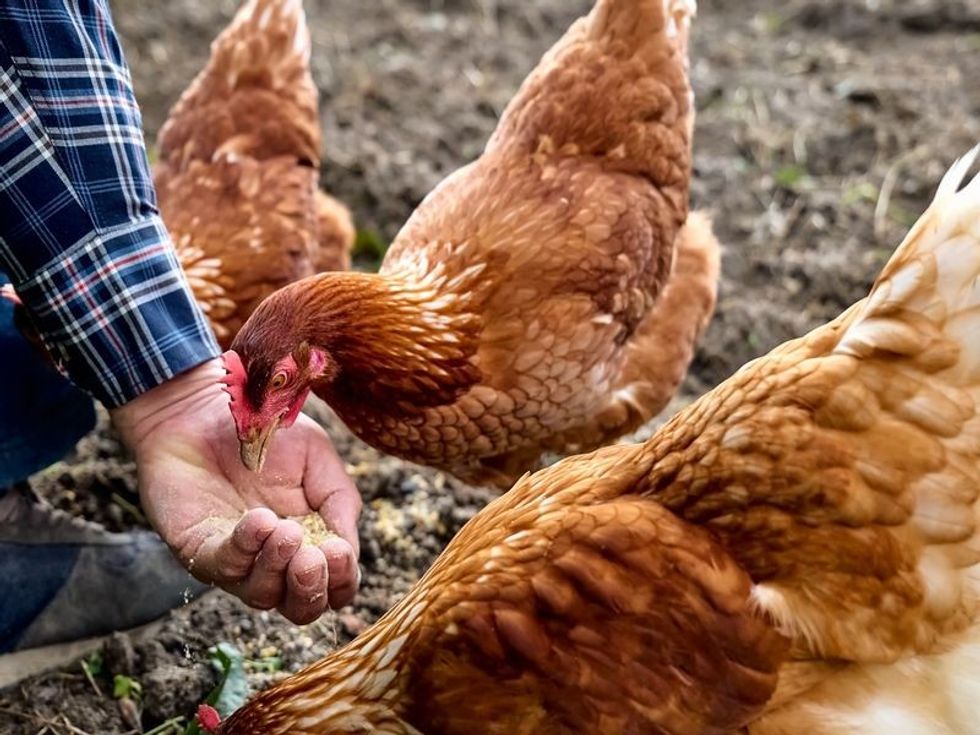 Man feeding hens from hand in the farm.