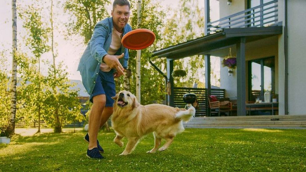 Man fetching disc with Happy Golden Retriever Dog