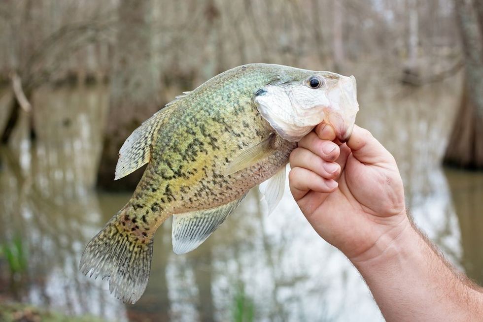 Man holding Crappie fish