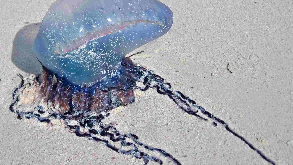 Man of war facts will amaze you for real.