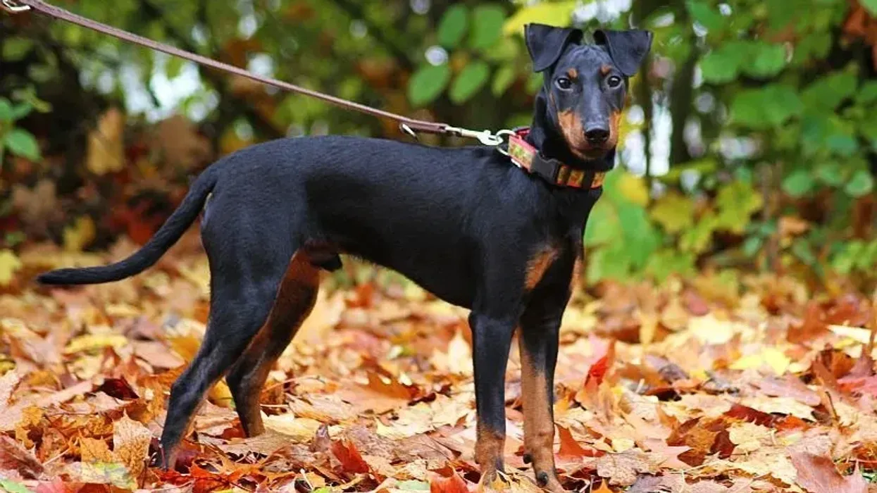 Manchester terrier facts are great for kids.