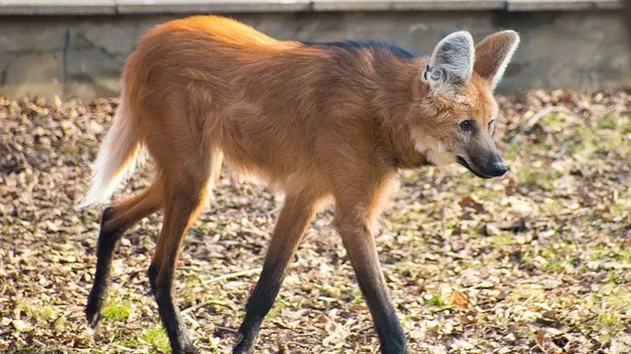 Maned Wolf facts about one of the Wolf species.