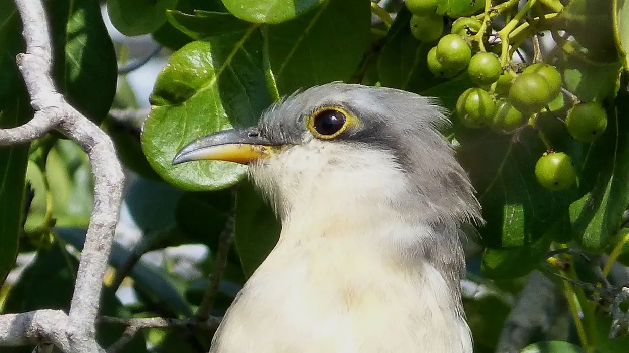Mangrove Cuckoo facts are fascinating to learn.