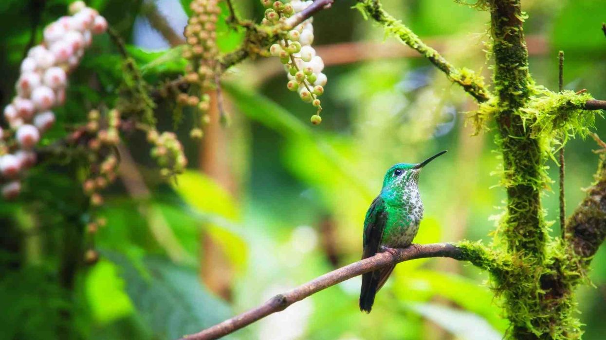 Mangrove Hummingbird facts for kids are educational!