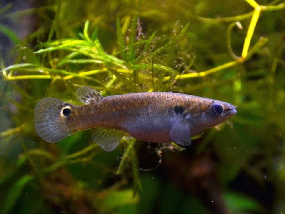 Fun Mangrove Killifish Facts For Kids 