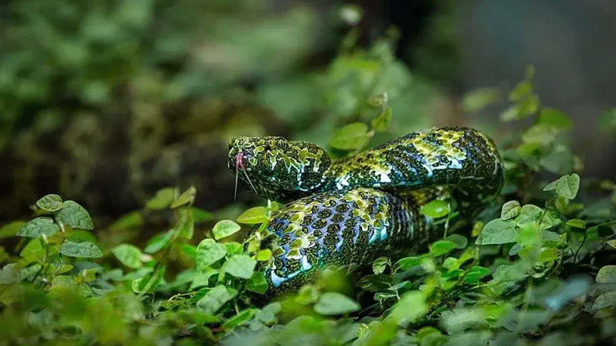 Mangshan viper facts are interesting to search for.