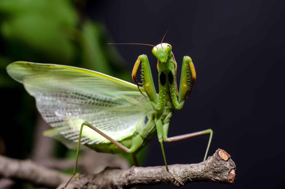 Can A Praying Mantis Hurt You? Managing Your Pet Mantis Kidadl
