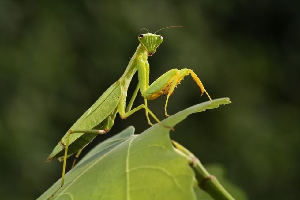 How Long Do Praying Mantis Live? Managing Your Pet Mantis 