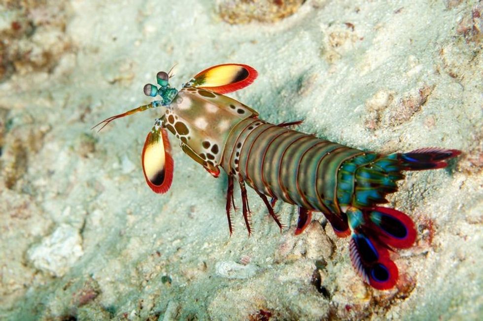 Mantis shrimp closeup.