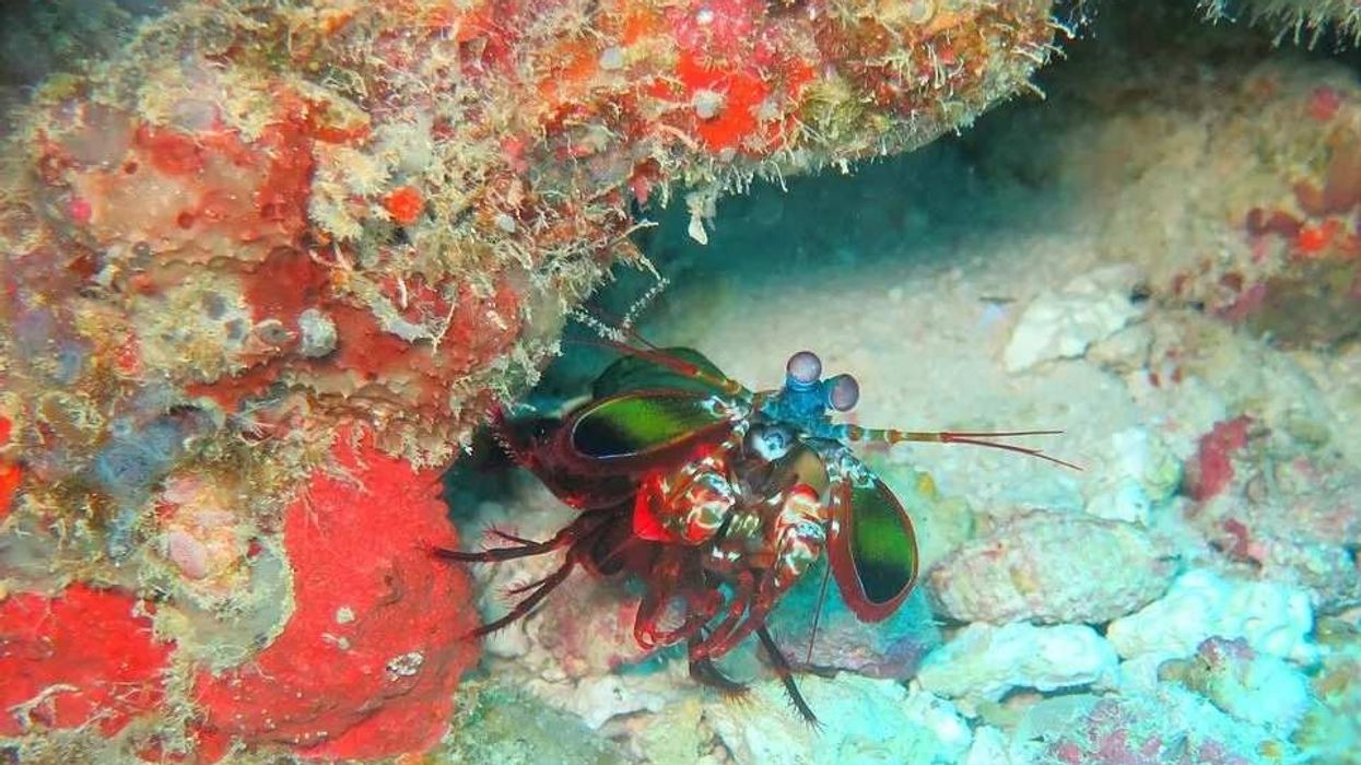 Mantis Shrimp facts are interesting to read about.