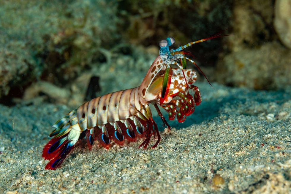 Mantis Shrimp in water.