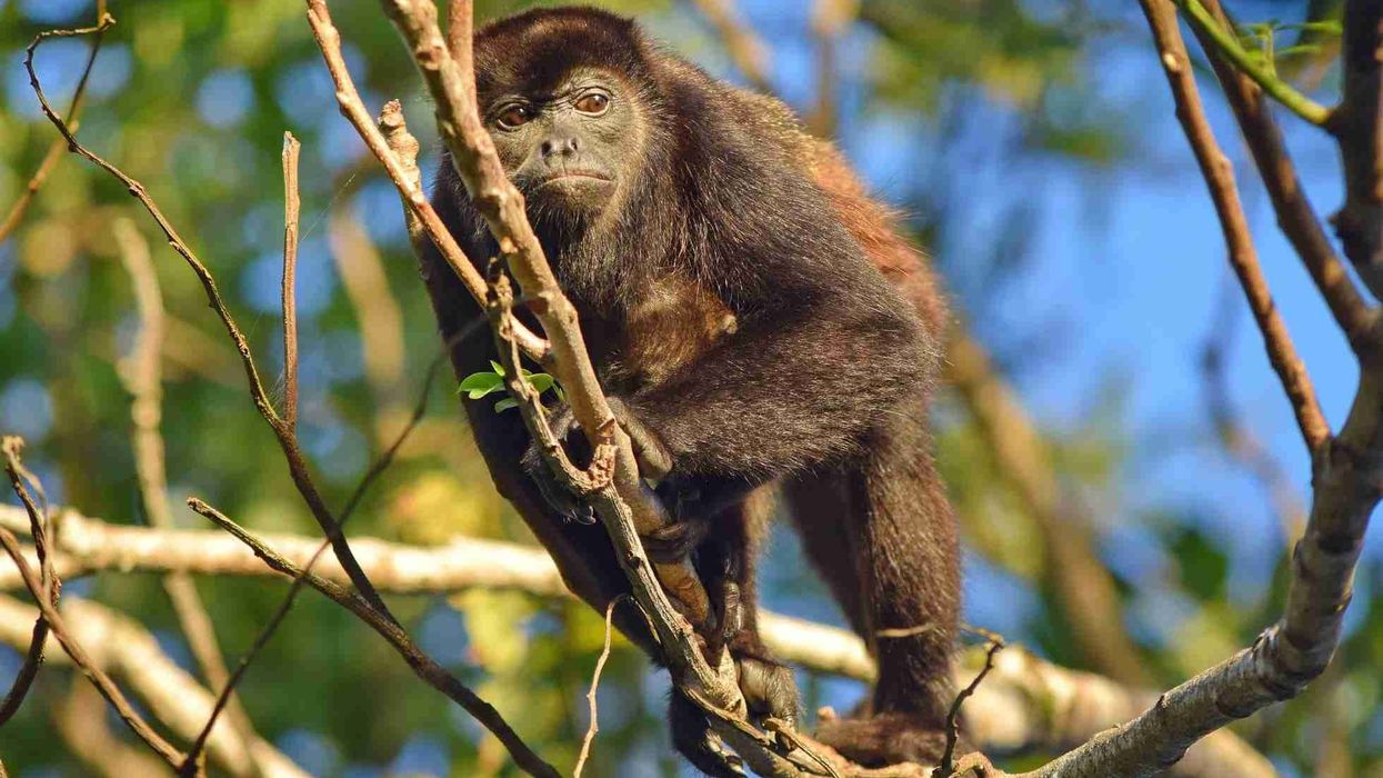 Mantled Howler monkey facts are very interesting for all arboreal animal lovers.