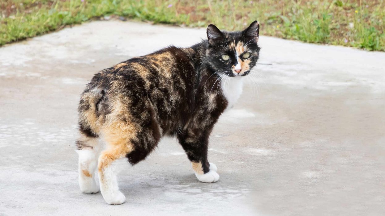 Manx cat walking around the house.