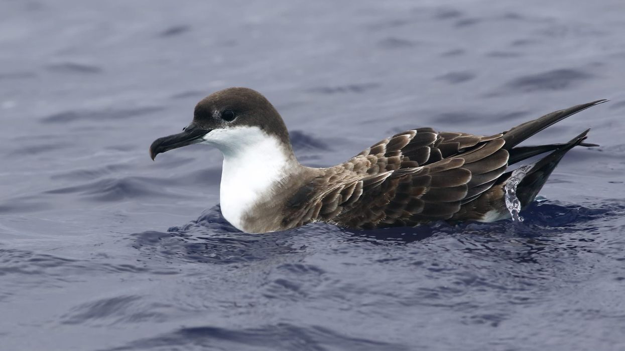 Manx shearwater facts in this article are interesting.