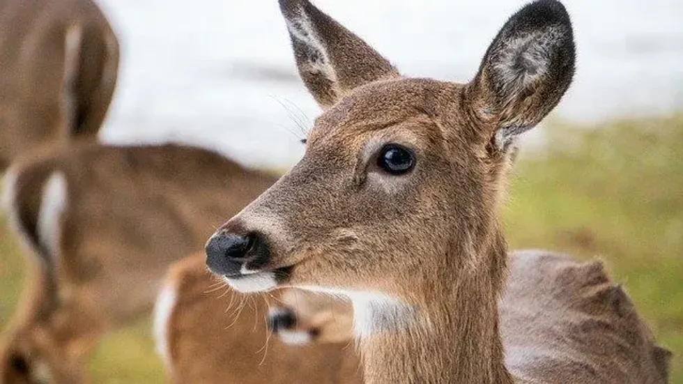 Many animal lovers want to check recent posts and resources on do female deer have antlers.