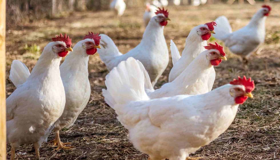 Many Leghorn chickens in free range farm.