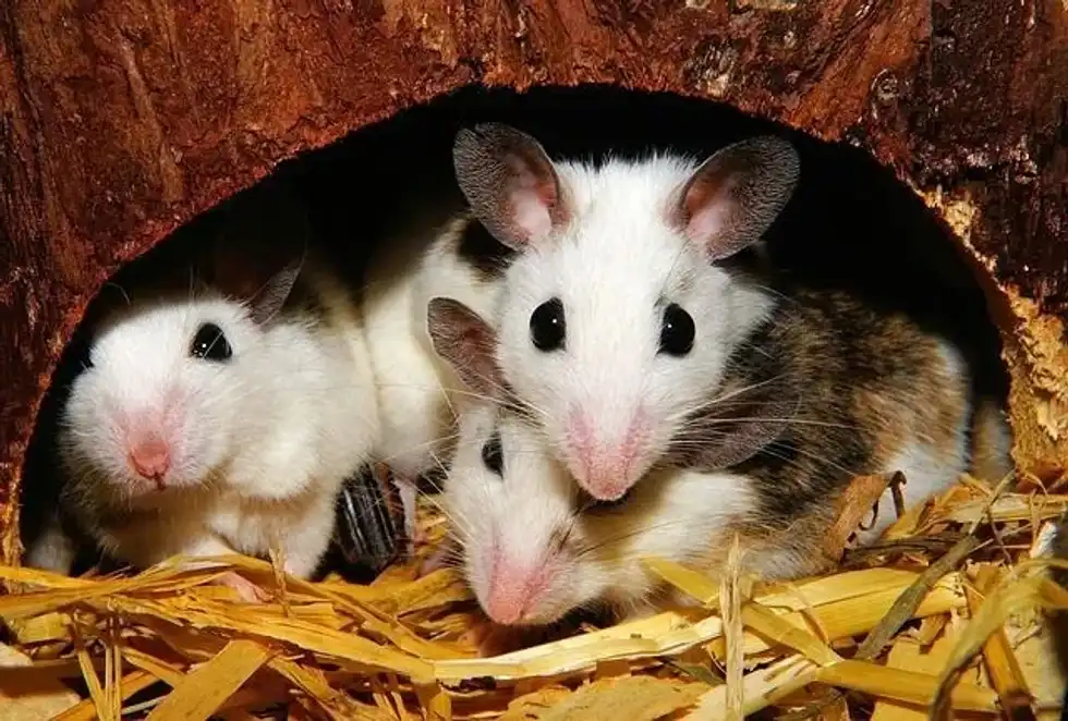 Many people wonder and ask themselves 'do mice have bones.?