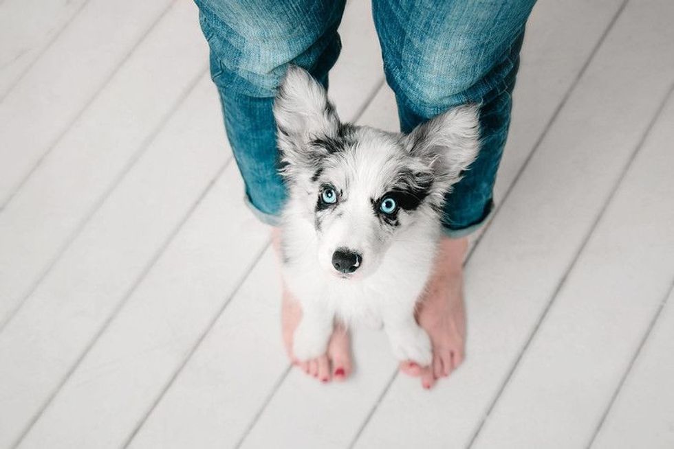 Marble puppy border collie stands on a owner feet.
