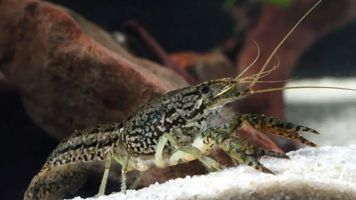 Marbled crayfish facts tell us about their cloning process.