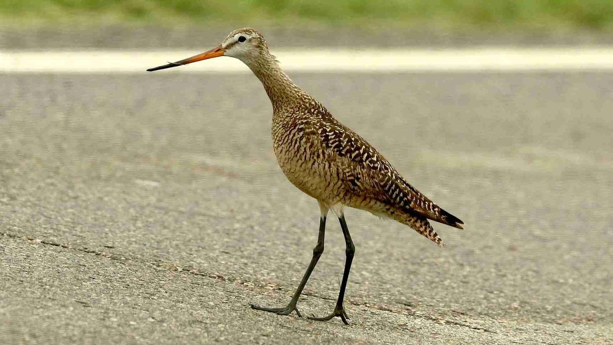 Marbled Godwit facts about the shorebirds of North America.